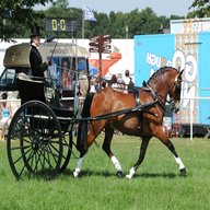 carriage driving ponies for sale