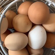 partridge eggs for sale