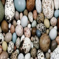 birds eggs for sale
