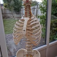 human skeleton model for sale