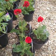 geum for sale