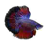 siamese fighting fish for sale