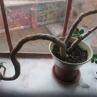 jade bonsai tree for sale