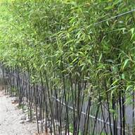 bamboo trees for sale
