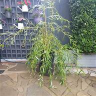 weeping willow for sale