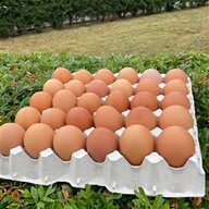 hen hatching eggs for sale