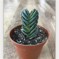 cactus crassula for sale