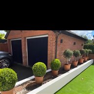 buxus tree for sale
