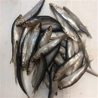 tuna fish for sale