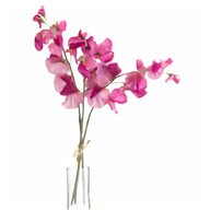 sweet pea flowers for sale
