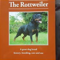 rottweiler for sale for sale