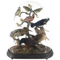victorian taxidermy birds for sale