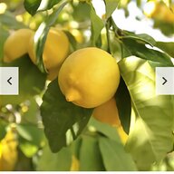 lemon tree for sale
