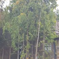 weeping birch tree for sale
