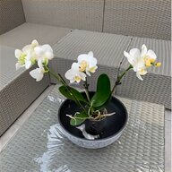 phalaenopsis for sale