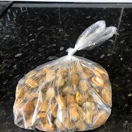 mussel shells for sale