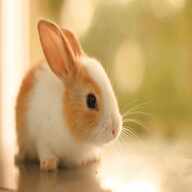cute bunnies for sale