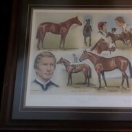 curragh for sale