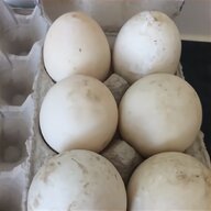 pheasant incubator for sale
