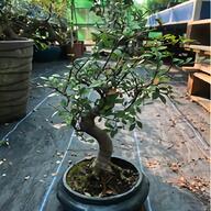 japanese bonsai tree for sale