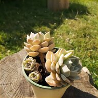 tiny succulents for sale