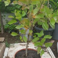 fruit trees for sale