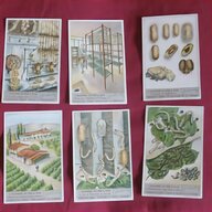 liebig cards for sale