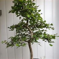 hawthorn tree for sale