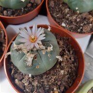 conophytum for sale