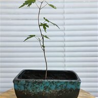 japanese bonsai tree for sale