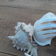 large sea shells for sale