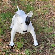 pitbull terrier for sale