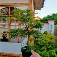 japanese maple for sale