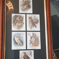 taxidermy birds of prey for sale