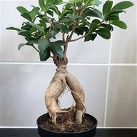 adenium bonsai for sale