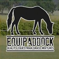 paddock grass seed for sale
