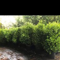 hedging for sale