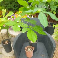 chestnut tree for sale