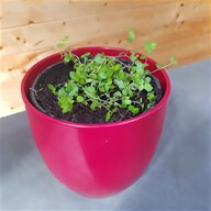 baby tears plant for sale