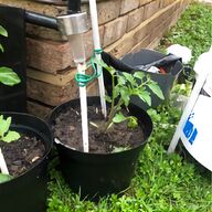tomato trees for sale