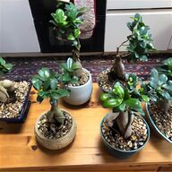 bonsai tools for sale