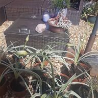 potted agapanthus for sale