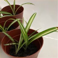 indoor plants house plants for sale
