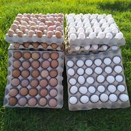 aylesbury duck hatching eggs for sale