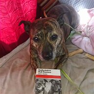 border terrier books for sale