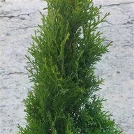 evergreen trees for sale
