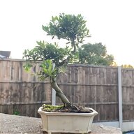 banyan tree for sale