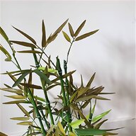yukka plant for sale