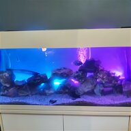 tropical fish angel fish for sale