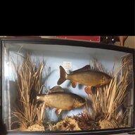 cased fish for sale